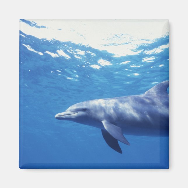 Imán México, Cozumel. Delfín mular, Tursiops 3 (Frente)