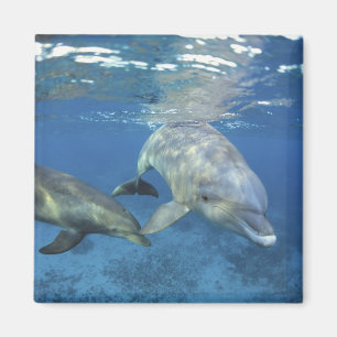 Imán México, Cozumel. Delfín mular, Tursiops 5