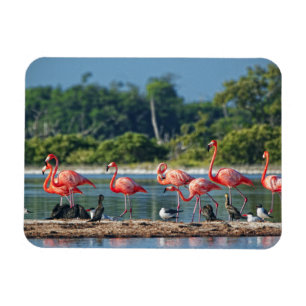 Imán México Río Lagartos