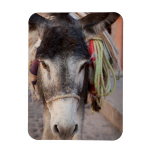 Imán México, San Miguel De Allende 2