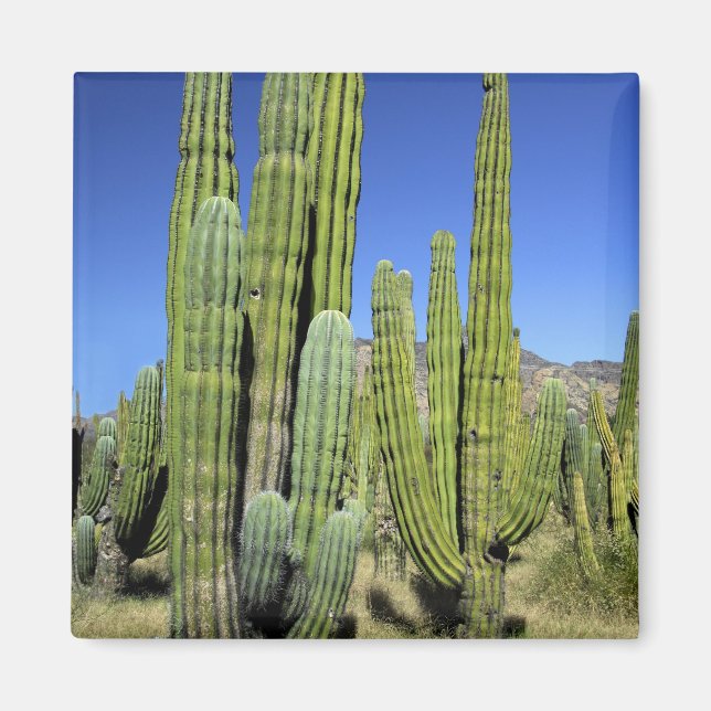 Imán México, Sonora, San Carlos. Saguaro & Organ Pipe (Frente)