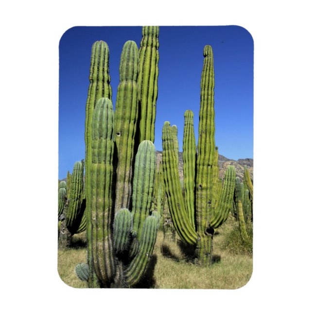 Imán México, Sonora, San Carlos. Saguaro y pitahaya (Vertical)