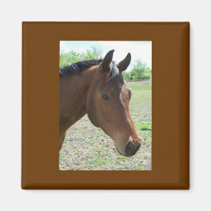 Imán Mi amigo, el caballo