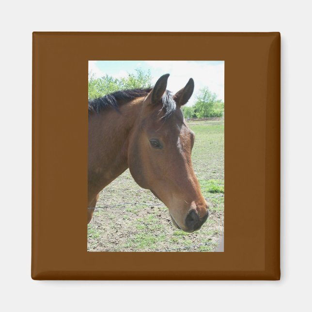 Imán Mi amigo, el caballo (Frente)
