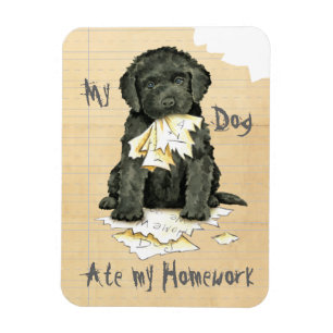 Imán Mi Barbet Ate My Homework