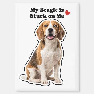 Imán Mi Beagle Está Pegado a Mí Amante Perro Lindo