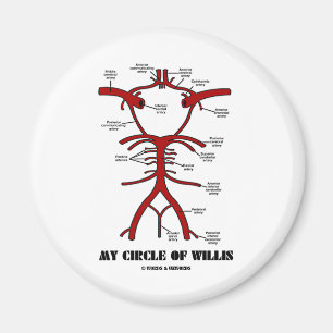 Imán Mi círculo de Willis (humor anatómico de las
