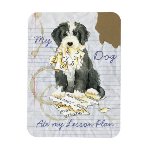 Imán Mi Colllie con barba comió mi plan de lección