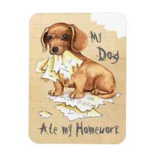 Imán Mi Dachshund Se Comía Mi Casa