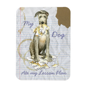 Imán Mi Deerhound escocés comió mi plan de clases