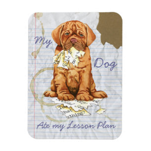 Imán Mi Dogue de Burdeos comió mi plan de clases