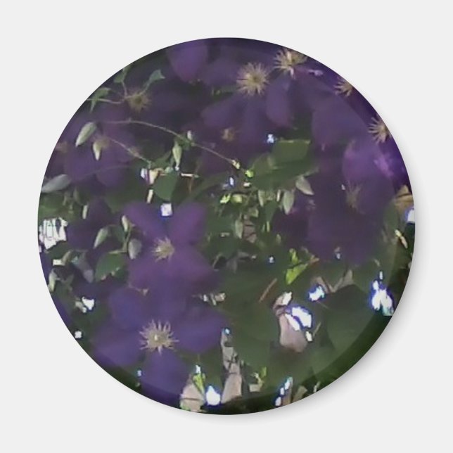 Imán Mi foto de teléfono celular de los clematis de mam (Frente)