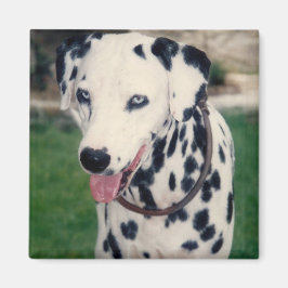 Imán Mi Mascota amigo sube tu propio Personalizado de f