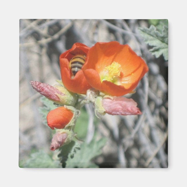 Imán Mi pequeña miel (Frente)