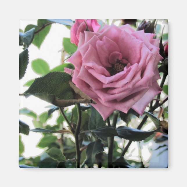 Imán Mi Rosa (Frente)
