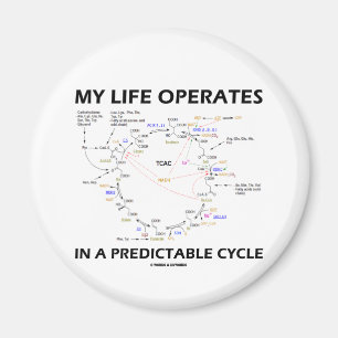 Imán Mi vida actúa en un ciclo fiable (Krebs)
