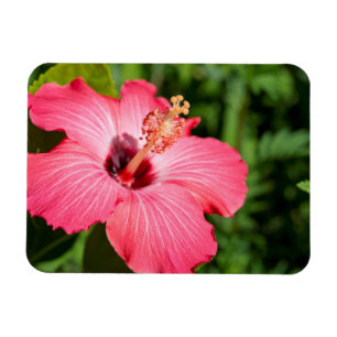 Imán Míchigan, Dearborn. Detalle de Hibisco Rosa