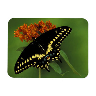 Imán Míchigan, Rochester. Mariposa negra oriental ameri