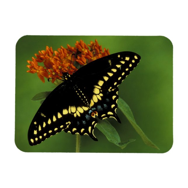 Imán Míchigan, Rochester. Mariposa negra oriental ameri (Horizontal)