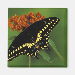Imán Míchigan, Rochester. Mariposa negra oriental ameri