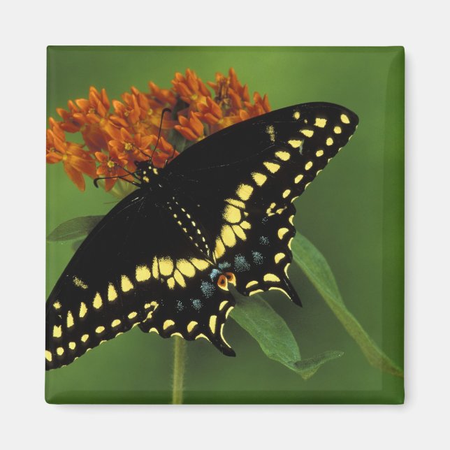 Imán Míchigan, Rochester. Mariposa negra oriental ameri (Frente)
