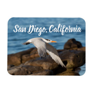 Imán Mientras Tern vuela a San Diego, California