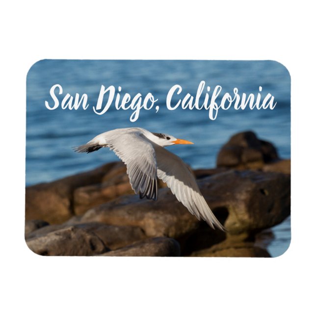 Imán Mientras Tern vuela a San Diego, California (Horizontal)