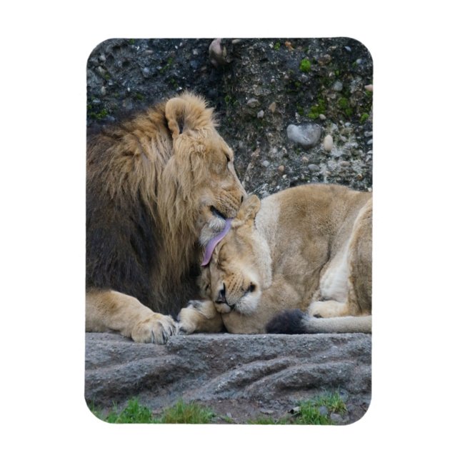 Imán Mighty Lion Love (Vertical)