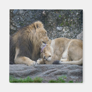 Imán Mighty Lion Love