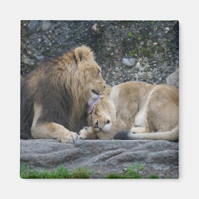 Imán Mighty Lion Love (Frente)