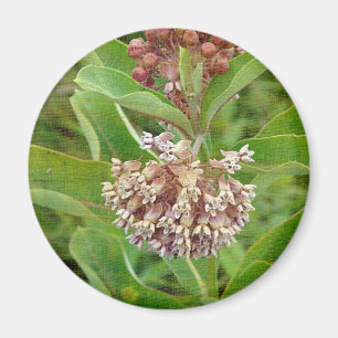 Imán Milkweed es Bonito