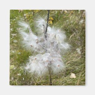 Imán Milkweed Mariposa