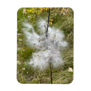 Imán Milkweed Mariposa Flexibilidad