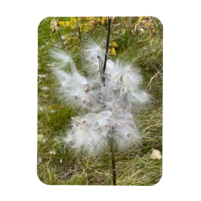 Imán Milkweed | Mariposa | Flexibilidad (Vertical)