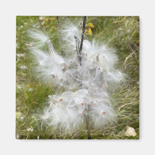 Imán Milkweed Mariposa Oficina