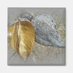 Imán Milkweed Pods