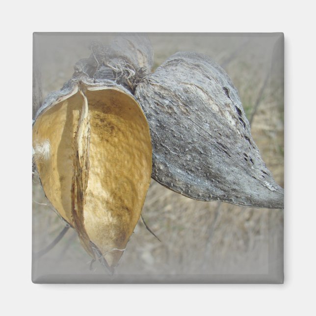 Imán Milkweed Pods (Frente)