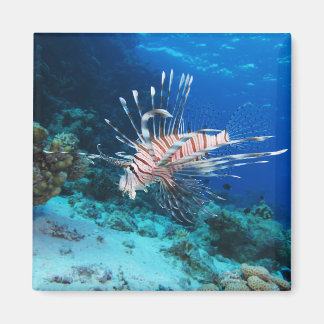 Imán Millas de Lionfish o Pterois, peces de arrecifes o
