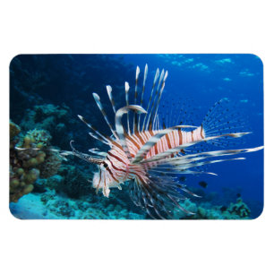 Imán Millas de Lionfish o Pterois, peces de arrecifes o