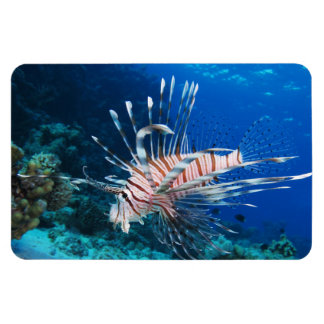 Imán Millas de Lionfish o Pterois, peces de arrecifes o