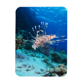 Imán Millas de Lionfish o Pterois, peces de arrecifes o