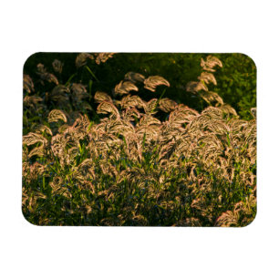 Imán Millón silvestre (Panicum Sp.) Crecer En Humedales