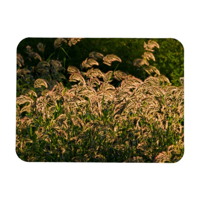 Imán Millón silvestre (Panicum Sp.) Crecer En Humedales (Horizontal)