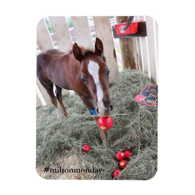 Imán Milton Monday Magnet (Vertical)