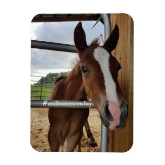 Imán Milton Monday Magnet