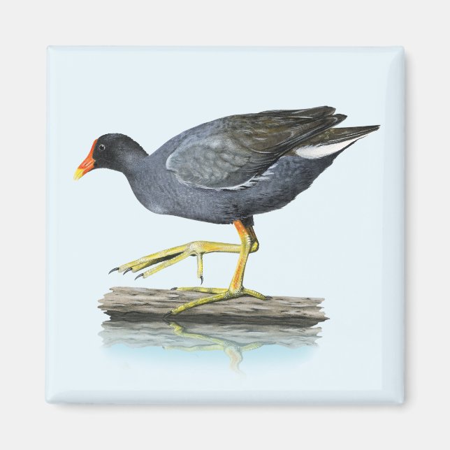 Imán Mimán común de galino (Moorhen) (Frente)