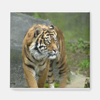 Imán Mimán cuadrado