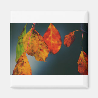 Imán Mimán cuadrado