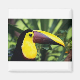 Imán Mimán cuadrado