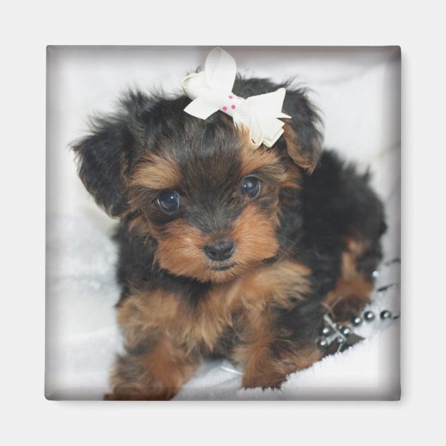 Imán Mimán cuadrado de Yorkie-Poo (Frente)